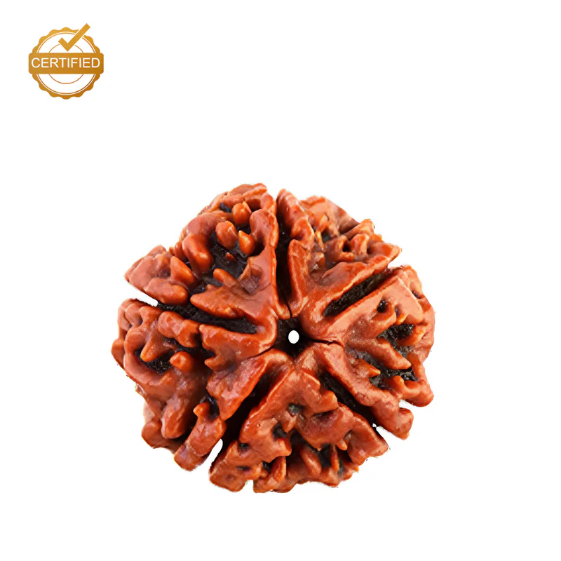 Shop Rudraksha