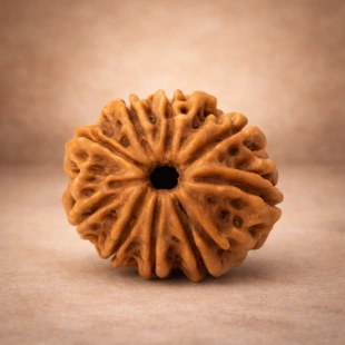 12 Mukhi Rudraksh Super – Power of Surya Dev