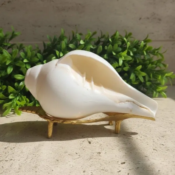 Pure Shankh Big – Original Natural Conch Shell for Pooja