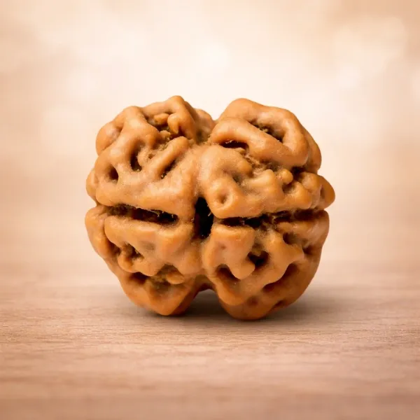 Original 2 Mukhi Rudraksha Super Quality - Natural Two Face Bead