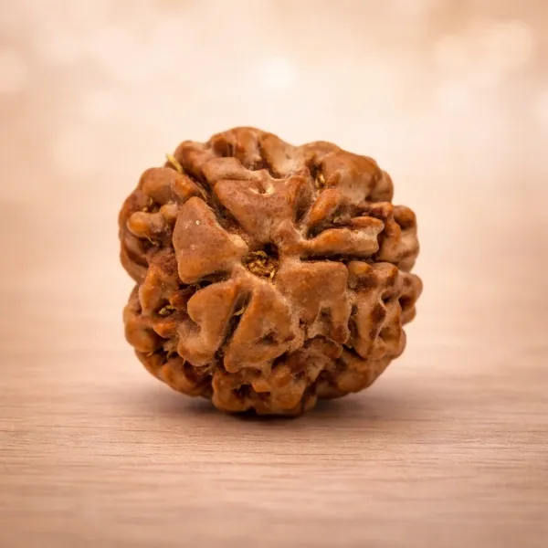 3 Mukhi Rudraksha Super Quality - Original Bead for Confidence