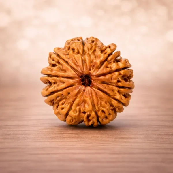 10 Mukhi Rudraksha Super – Shield of Lord Vishnu